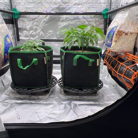 ILGM Banana Kush & Clone (Fem) growlog timeline photo