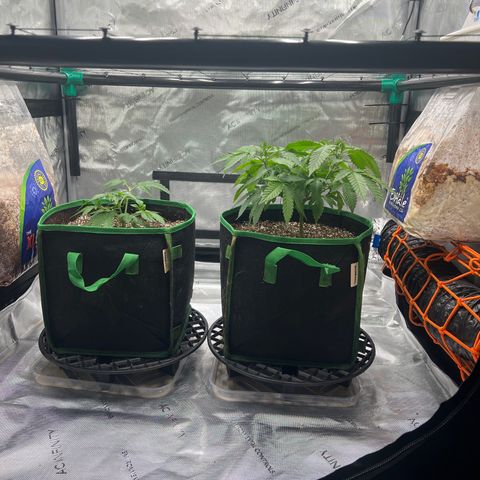 ILGM Banana Kush & Clone (Fem) growlog timeline photo