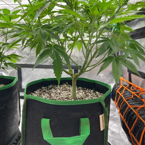 ILGM Banana Kush & Clone (Fem) growlog timeline photo