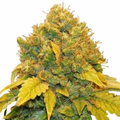 ILGM Banana Kush & Clone (Fem) growlog timeline photo