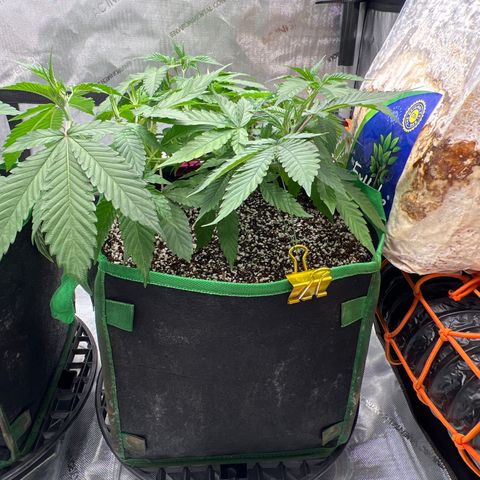 ILGM Banana Kush & Clone (Fem) growlog timeline photo