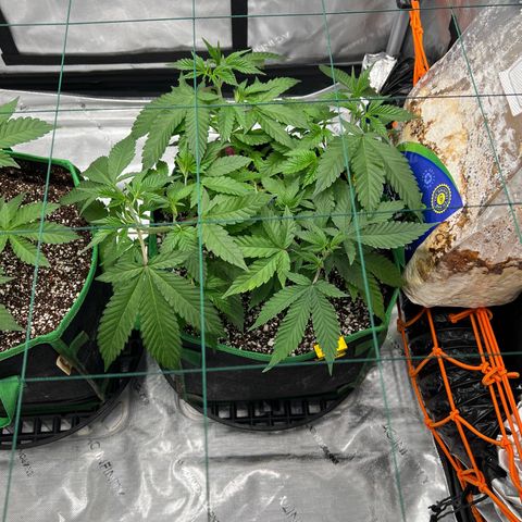 ILGM Banana Kush & Clone (Fem) growlog timeline photo