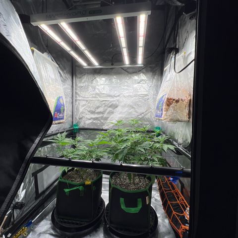 ILGM Banana Kush & Clone (Fem) growlog timeline photo