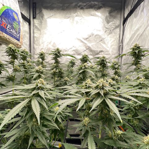 ILGM Banana Kush & Clone (Fem) growlog timeline photo