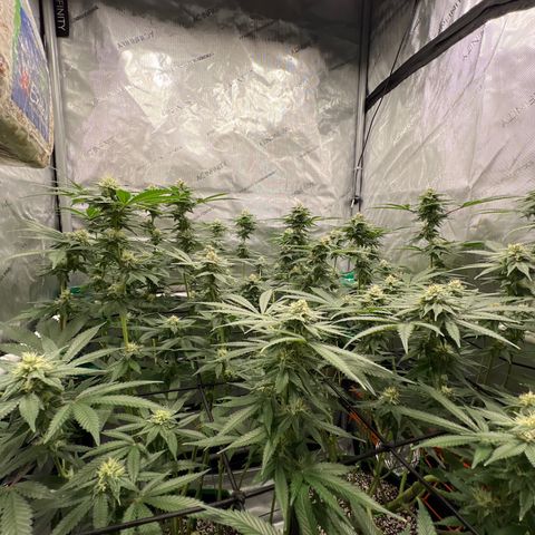 ILGM Banana Kush & Clone (Fem) growlog timeline photo