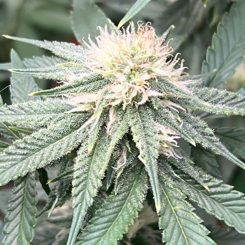 ILGM Banana Kush & Clone (Fem) growlog timeline photo