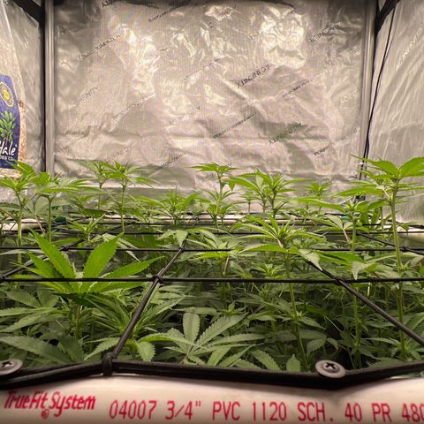 ILGM Banana Kush & Clone (Fem) growlog timeline photo