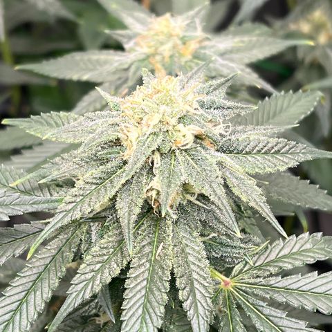 ILGM Banana Kush & Clone (Fem) growlog timeline photo