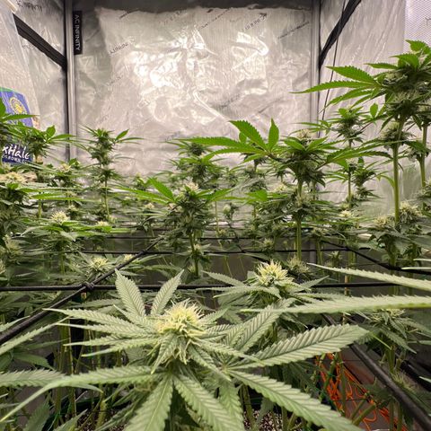 ILGM Banana Kush & Clone (Fem) growlog timeline photo