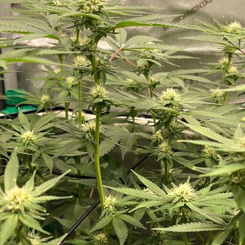 ILGM Banana Kush & Clone (Fem) growlog timeline photo