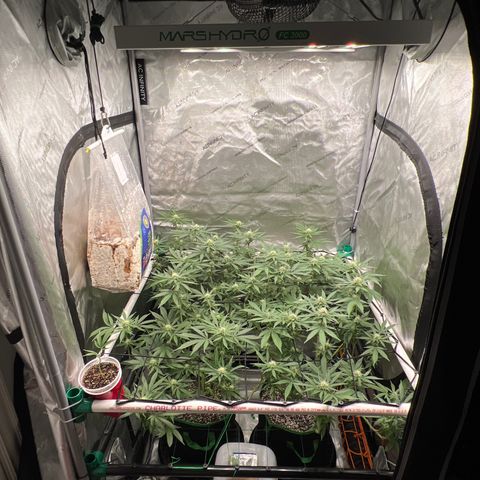 ILGM Banana Kush & Clone (Fem) growlog timeline photo