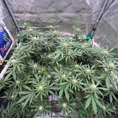ILGM Banana Kush & Clone (Fem) growlog timeline photo
