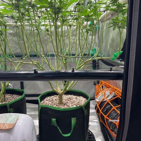 ILGM Banana Kush & Clone (Fem) growlog timeline photo