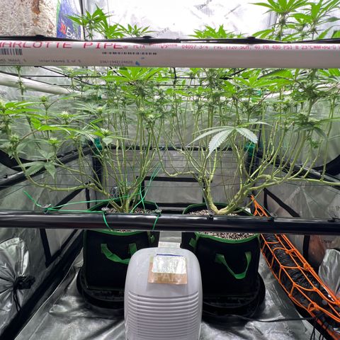 ILGM Banana Kush & Clone (Fem) growlog timeline photo