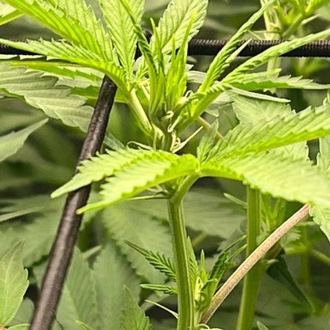 ILGM Banana Kush & Clone (Fem) growlog timeline photo