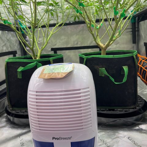 ILGM Banana Kush & Clone (Fem) growlog timeline photo