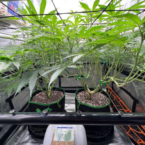 ILGM Banana Kush & Clone (Fem) growlog timeline photo