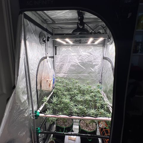 ILGM Banana Kush & Clone (Fem) growlog timeline photo