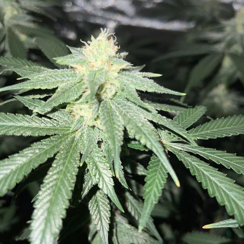 ILGM Banana Kush & Clone (Fem) growlog timeline photo