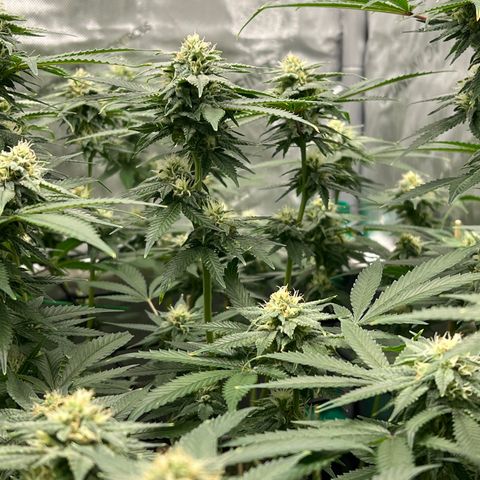 ILGM Banana Kush & Clone (Fem) growlog timeline photo
