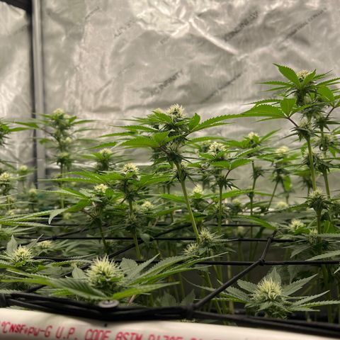 ILGM Banana Kush & Clone (Fem) growlog timeline photo