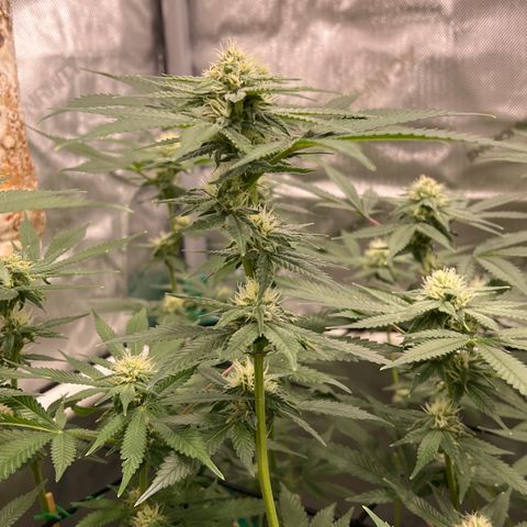 ILGM Banana Kush & Clone (Fem) growlog timeline photo