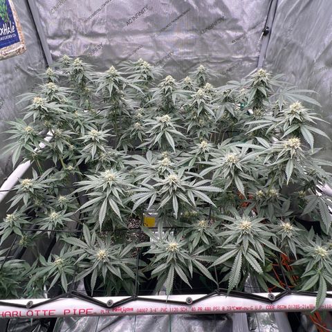 ILGM Banana Kush & Clone (Fem) growlog timeline photo