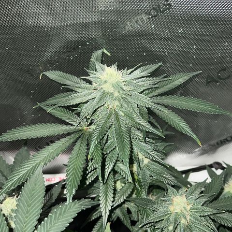 ILGM Banana Kush & Clone (Fem) growlog timeline photo