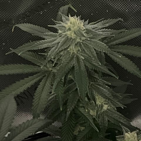 ILGM Banana Kush & Clone (Fem) growlog timeline photo