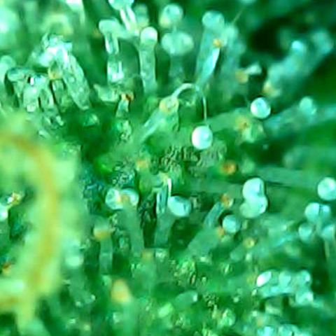 ILGM Banana Kush & Clone (Fem) growlog timeline photo