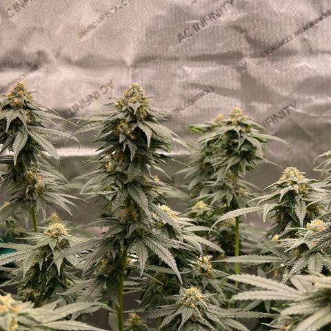 ILGM Banana Kush & Clone (Fem) growlog timeline photo
