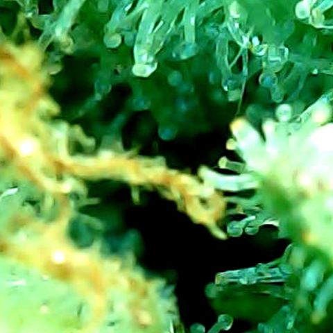 ILGM Banana Kush & Clone (Fem) growlog timeline photo