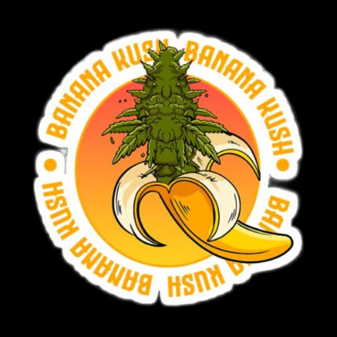 ILGM Banana Kush & Clone (Fem) growlog timeline photo