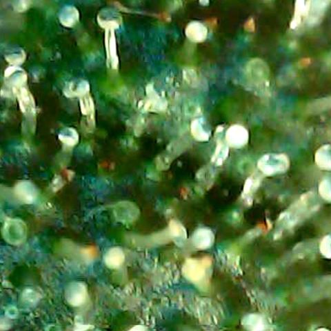 ILGM Banana Kush & Clone (Fem) growlog timeline photo