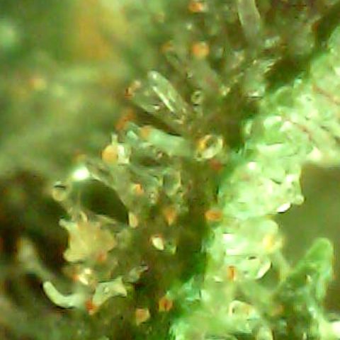 ILGM Banana Kush & Clone (Fem) growlog timeline photo