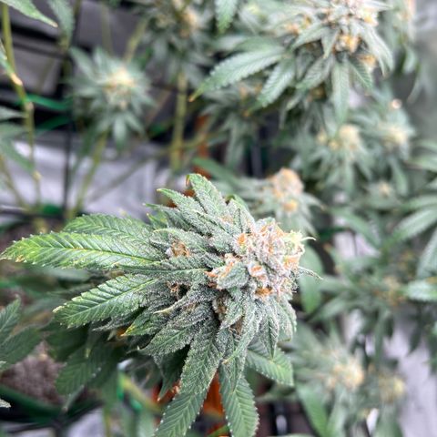 ILGM Banana Kush & Clone (Fem) growlog timeline photo