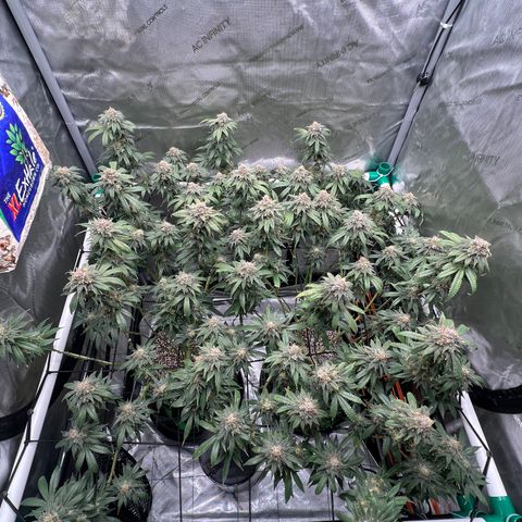 ILGM Banana Kush & Clone (Fem) growlog timeline photo