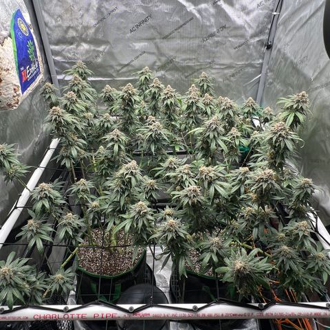 ILGM Banana Kush & Clone (Fem) growlog timeline photo