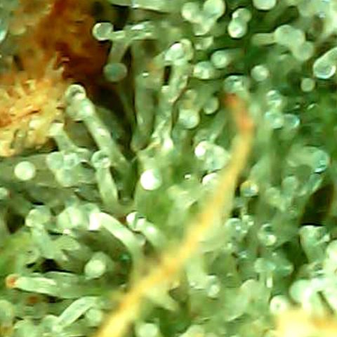 ILGM Banana Kush & Clone (Fem) growlog timeline photo