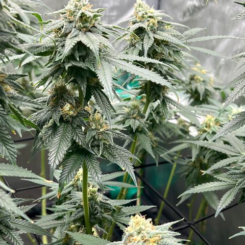 ILGM Banana Kush & Clone (Fem) growlog timeline photo