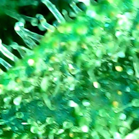ILGM Banana Kush & Clone (Fem) growlog timeline photo