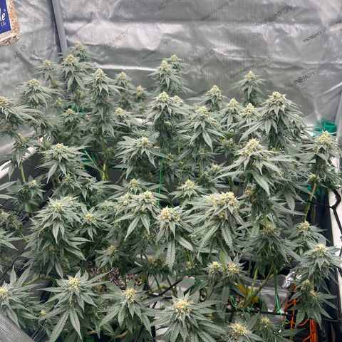 ILGM Banana Kush & Clone (Fem) growlog timeline photo