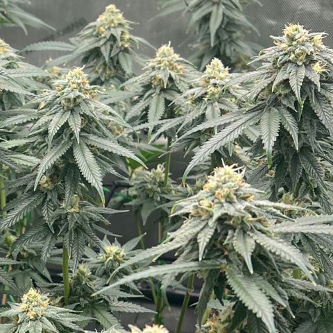 ILGM Banana Kush & Clone (Fem) growlog timeline photo