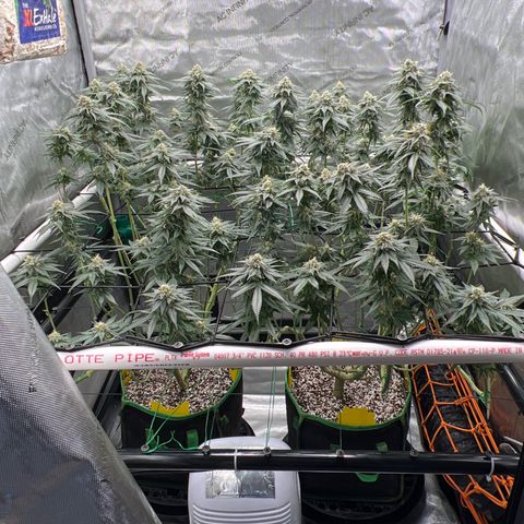ILGM Banana Kush & Clone (Fem) growlog timeline photo