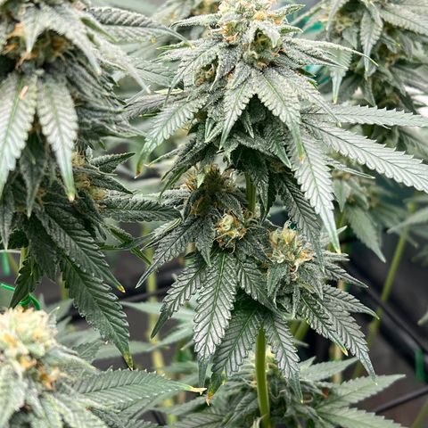 ILGM Banana Kush & Clone (Fem) growlog timeline photo