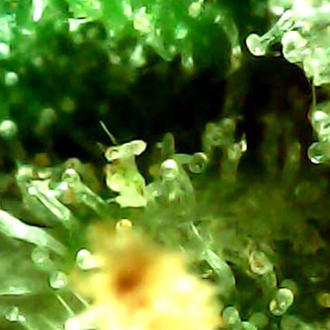 ILGM Banana Kush & Clone (Fem) growlog timeline photo