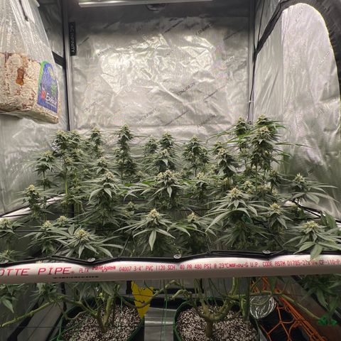 ILGM Banana Kush & Clone (Fem) growlog timeline photo