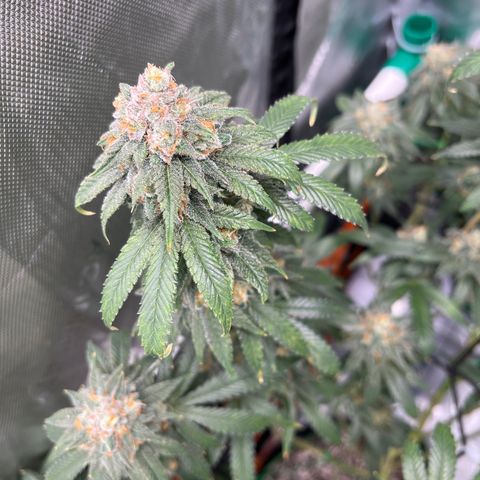 ILGM Banana Kush & Clone (Fem) growlog timeline photo