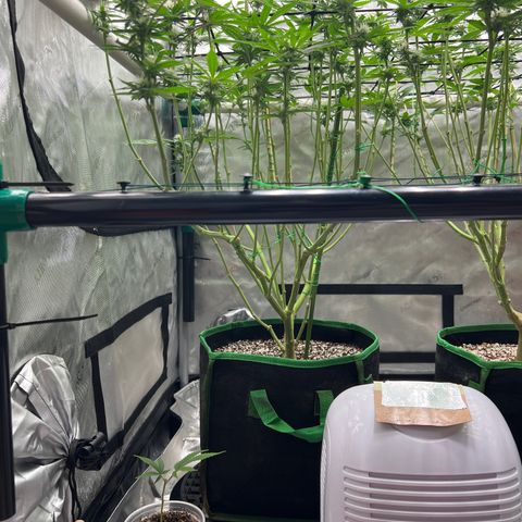 ILGM Banana Kush & Clone (Fem) growlog timeline photo