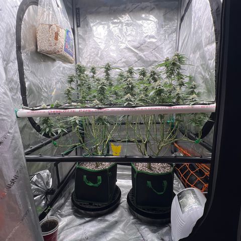 ILGM Banana Kush & Clone (Fem) growlog timeline photo